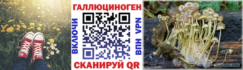 Галлюциногенные грибы Cubensis  Купить закладки  Княгинино 